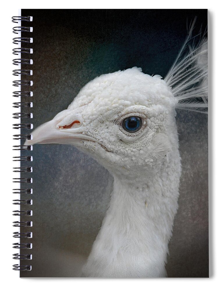 Albino Spiral Notebook featuring the photograph An Old Soul - White Peacock - Wildlife by Jai Johnson