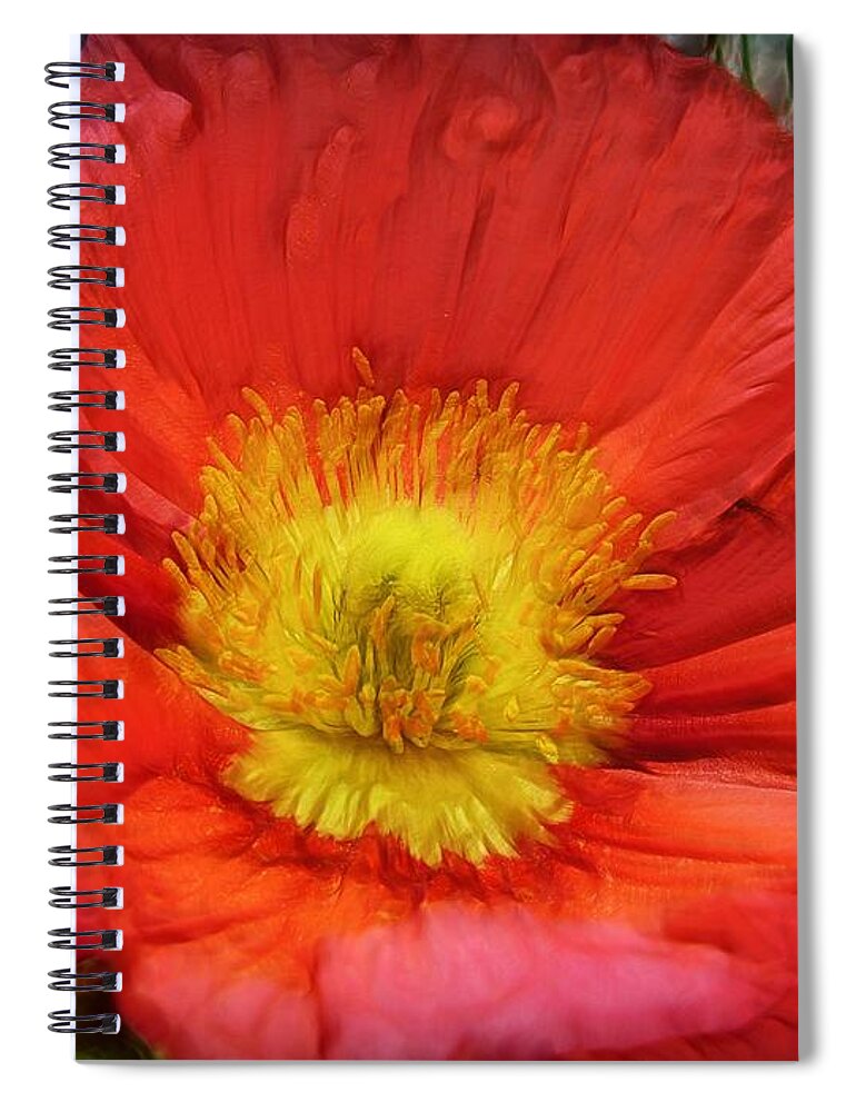 Flowers Spiral Notebook featuring the photograph Ancient Flower 4 - poppy by Lilia S