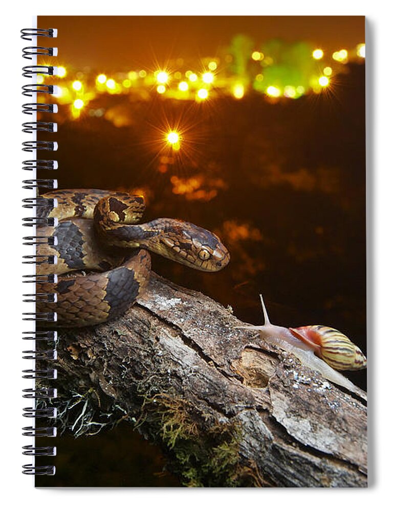 James Christensen Spiral Notebook featuring the photograph Andean Snail-eater Female And Land by James Christensen