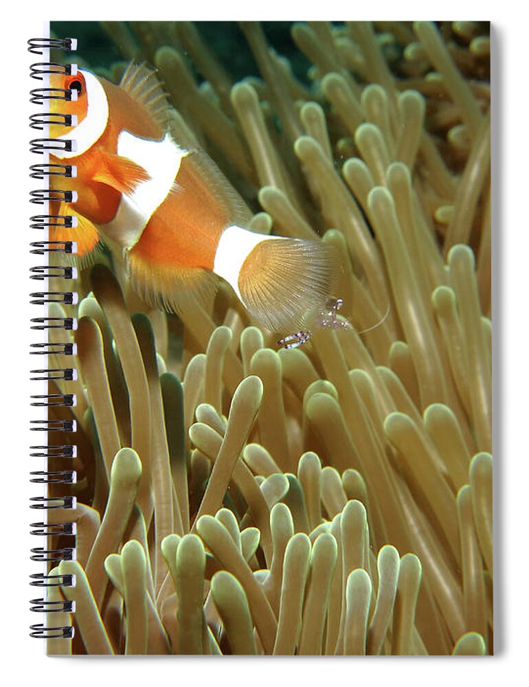Underwater Spiral Notebook featuring the photograph Anemone & Clown by Photographed By Randi Ang
