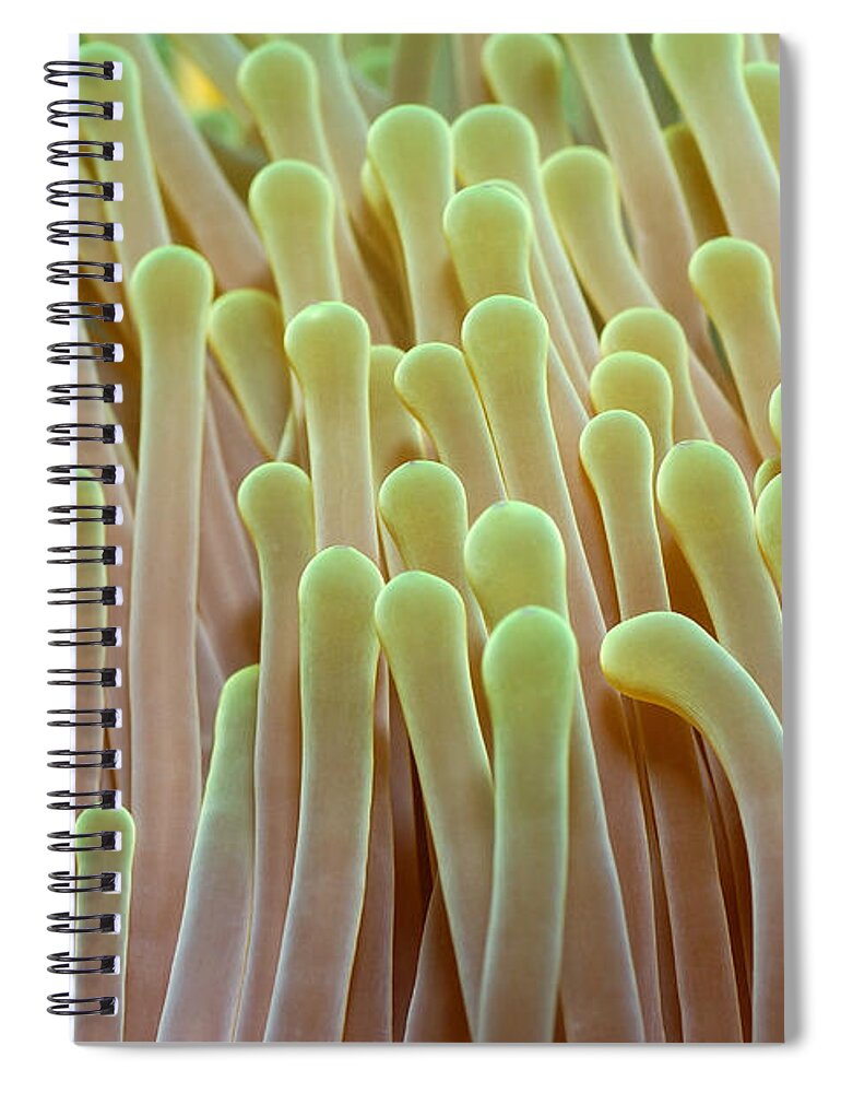 Flpa Spiral Notebook featuring the photograph Anemone Tentacles Maldives by Malcolm Schuyl
