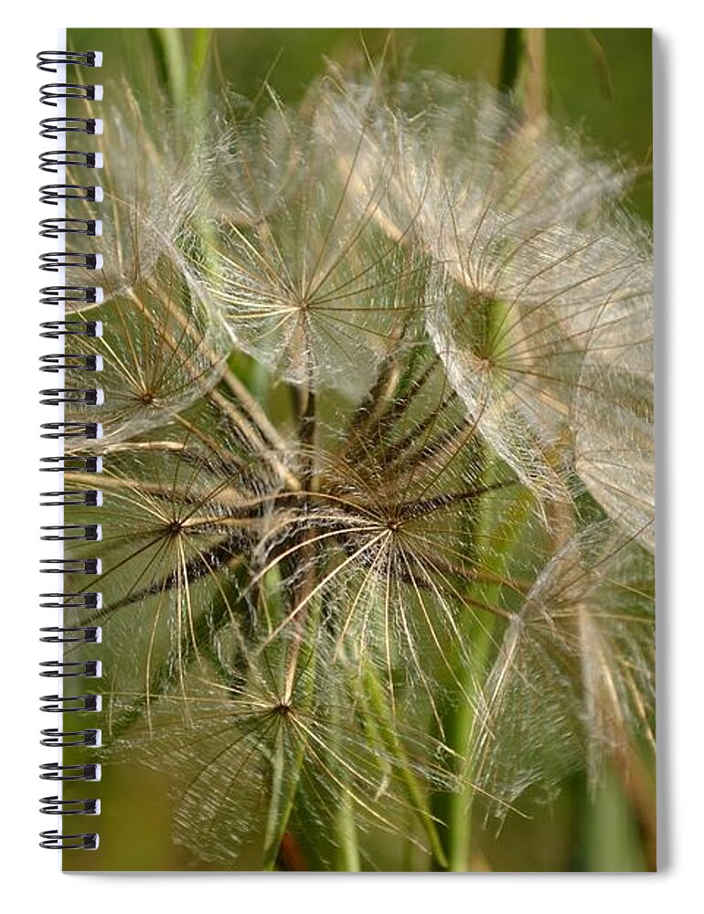 Environmental Conservation Spiral Notebook featuring the photograph Angel Petals by Scott Lyons