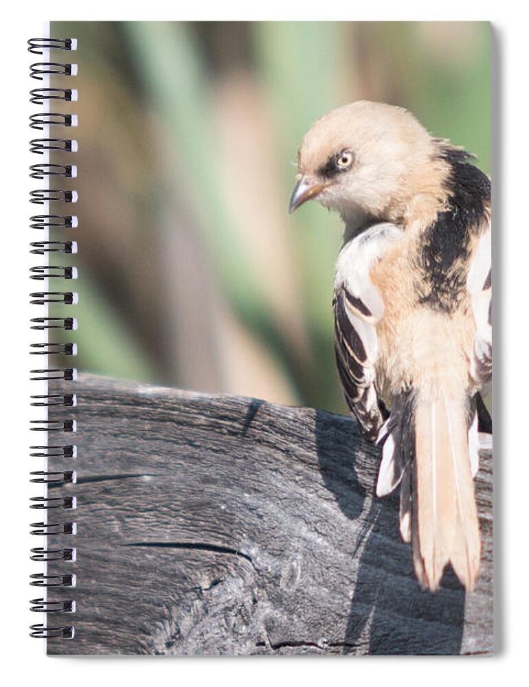 Bulgaria Spiral Notebook featuring the photograph Angry Bird Bearded Reedling Juvenile by Jivko Nakev