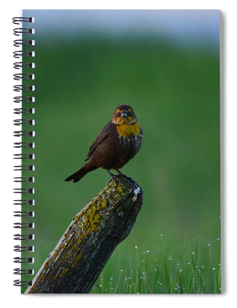 Yellowheaded Blackbird Spiral Notebook featuring the photograph Angry Bird by Whispering Peaks Photography