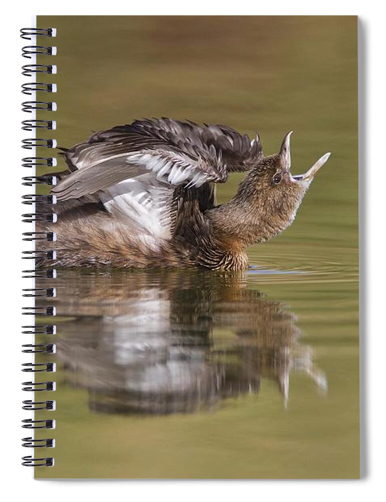Grebe Spiral Notebook featuring the photograph Angry Grebe by Bryan Keil