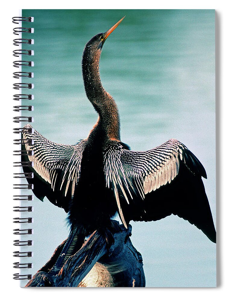 Animal Spiral Notebook featuring the photograph Anhinga Anhinga Anhinga Drying Feathers by Millard H. Sharp