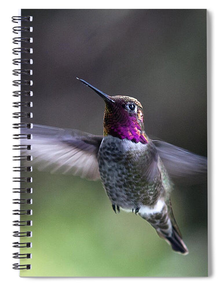 Hummingbird Spiral Notebook featuring the photograph Annas Hummingbird by Betty Depee