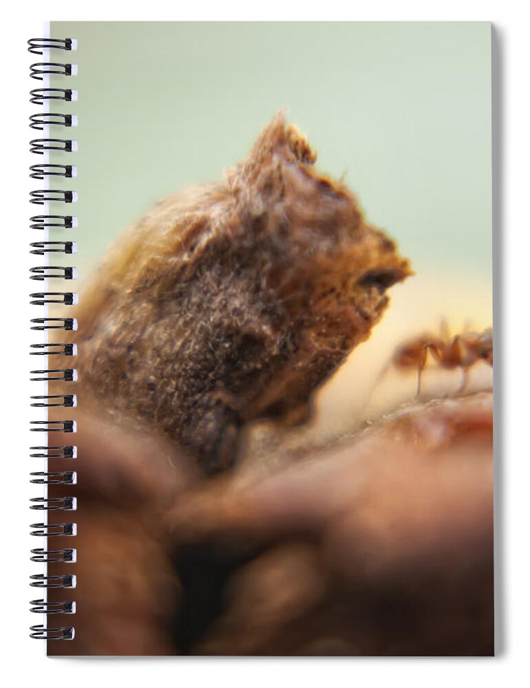 Ant Spiral Notebook featuring the photograph Ant by Justyna Jaszke JBJart