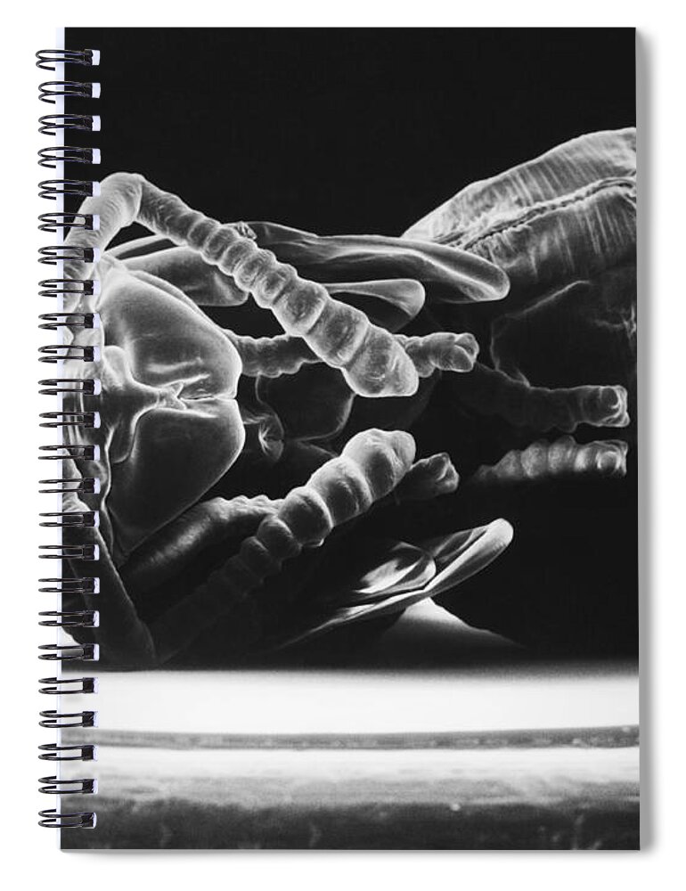 Ant Spiral Notebook featuring the photograph Ant Larva by David M. Phillips