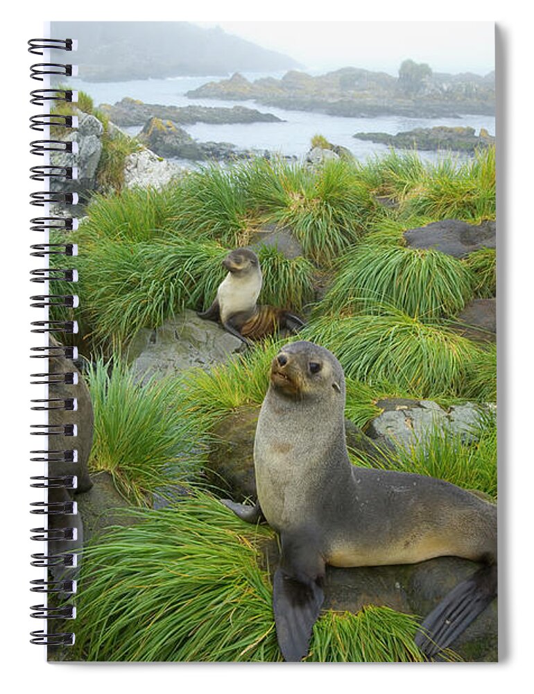 00345376 Spiral Notebook featuring the photograph Three Antarctic Fur Seals by Yva Momatiuk John Eastcott