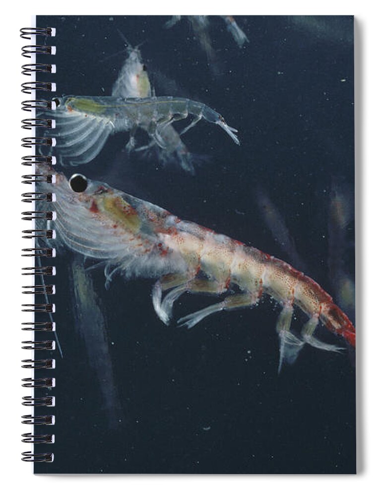 Feb0514 Spiral Notebook featuring the photograph Antarctic Krill Antarctica by Flip Nicklin