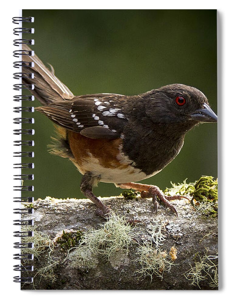 Bird Spiral Notebook featuring the photograph Anticipation by Jean Noren