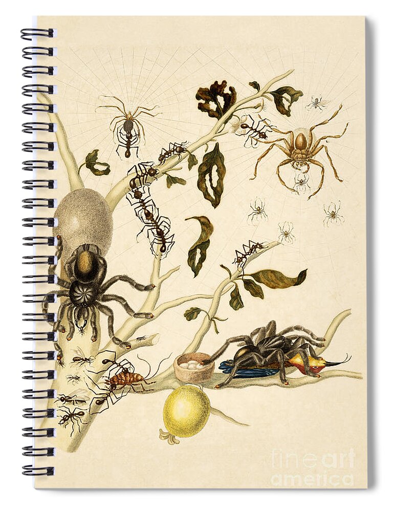 Branch Spiral Notebook featuring the photograph Ants, Spiders, Tarantula and Hummingbird by Getty Research Institute