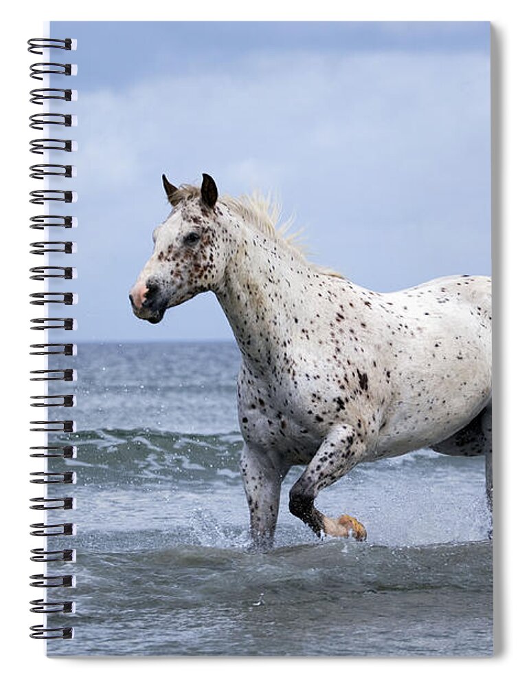 Horse Spiral Notebook featuring the photograph Appaloosa Horse Trotting In Ocean Surf by Rolf Kopfle