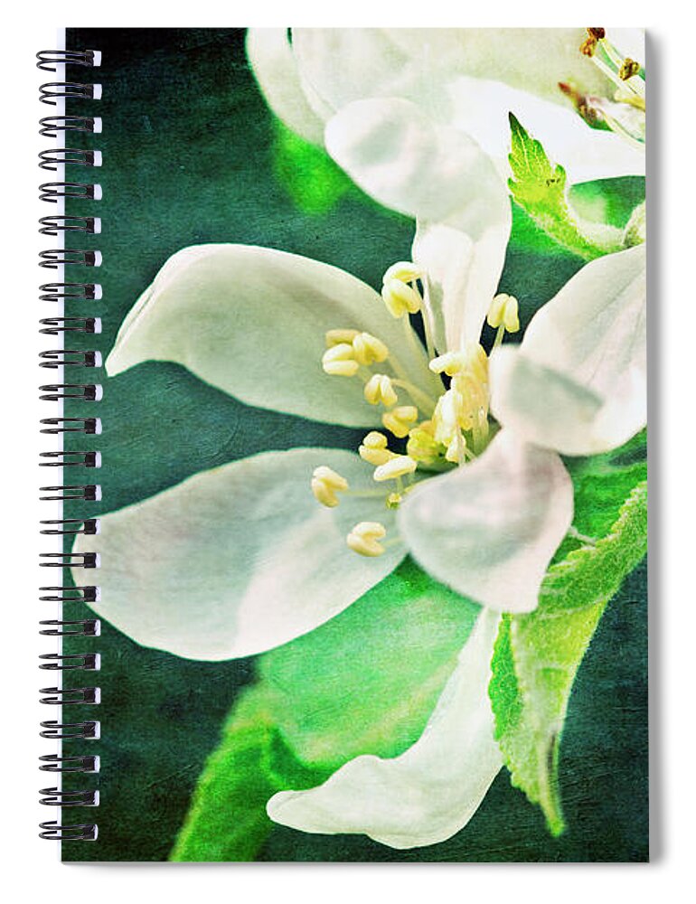 Dublin Spiral Notebook featuring the photograph Apple Blossom by Image By Catherine Macbride