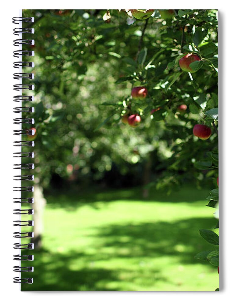 Tranquility Spiral Notebook featuring the photograph Apples In The Orchard by Marcel Ter Bekke