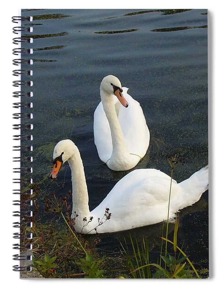 Swans Couple Spiral Notebook featuring the photograph Appreciation of Love by Lingfai Leung