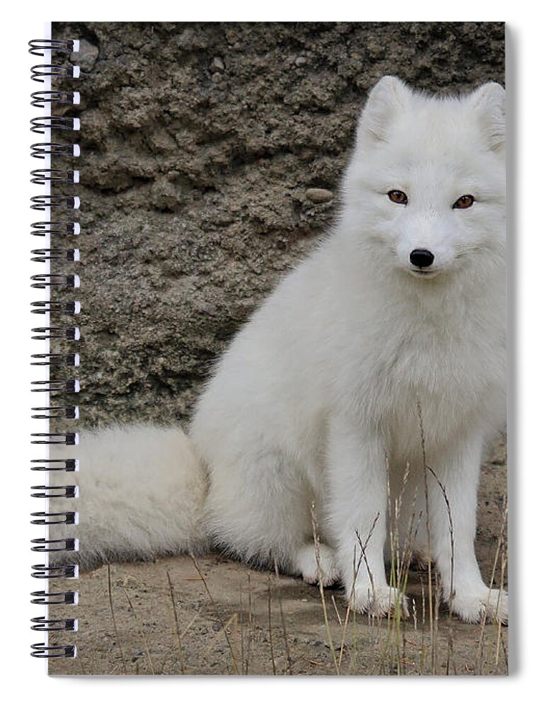 White Fox Spiral Notebook featuring the photograph Arctic Fox by Athena Mckinzie