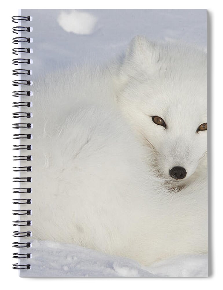 Feb0514 Spiral Notebook featuring the photograph Arctic Fox Resting Churchill Canada by Matthias Breiter