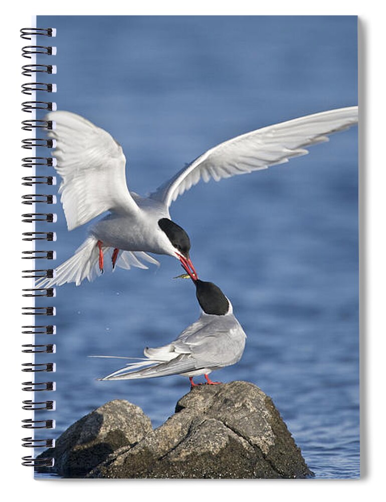 Flpa Spiral Notebook featuring the photograph Arctic Terns Courtsing Outer Hebrides by Dickie Duckett