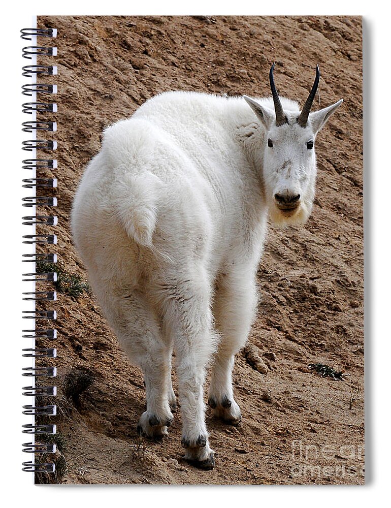 Wildlife Spiral Notebook featuring the photograph Are You Following Me by Vivian Christopher