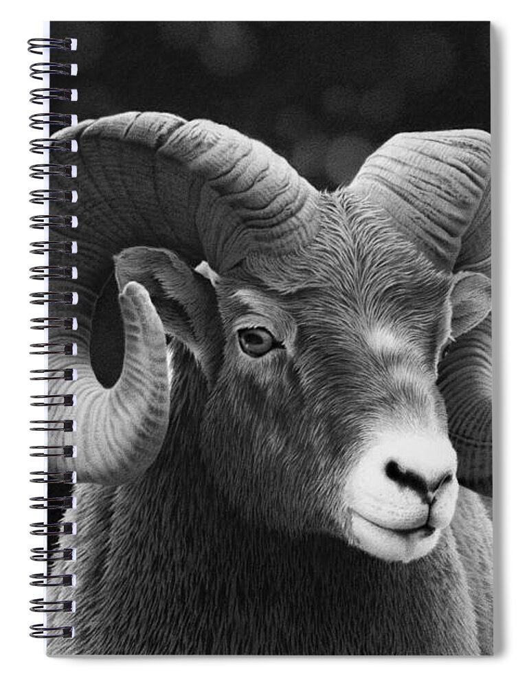 Ram Spiral Notebook featuring the drawing Aries by Stirring Images