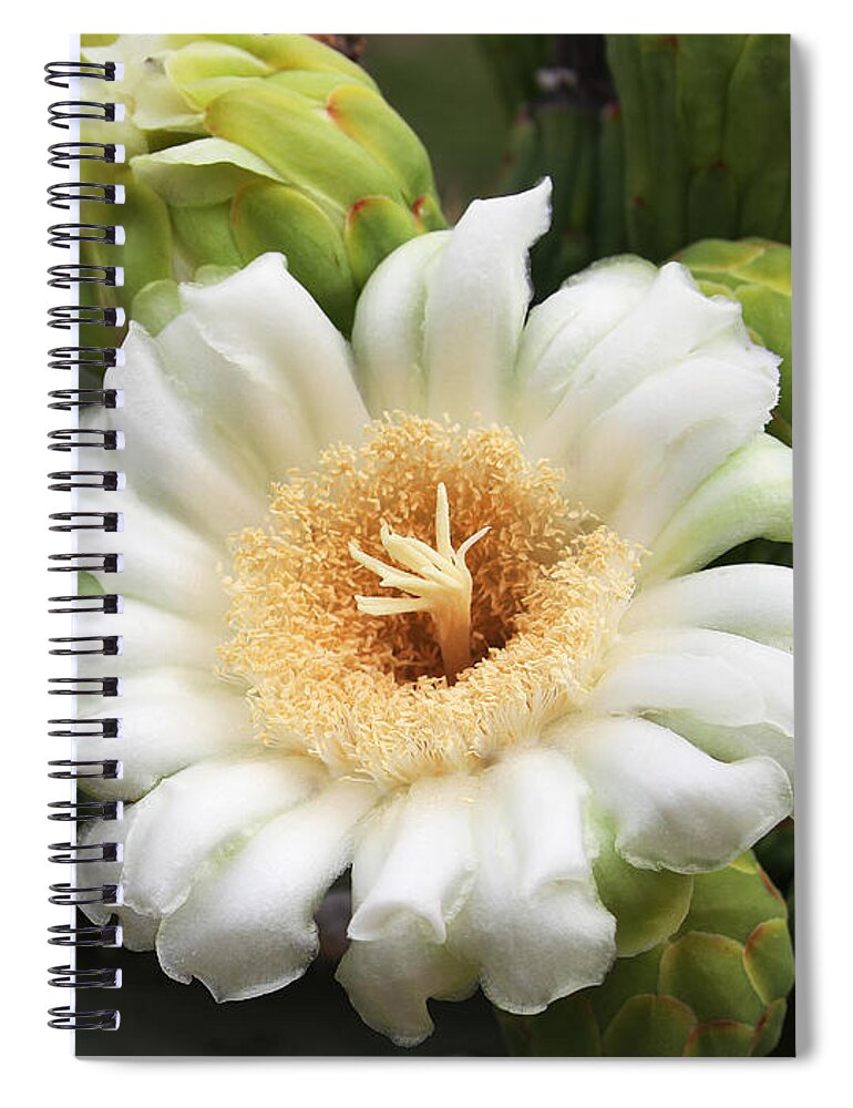 Arizona State Flower Spiral Notebook featuring the photograph Arizona State Flower The Saguaro Blossom by Tom Janca