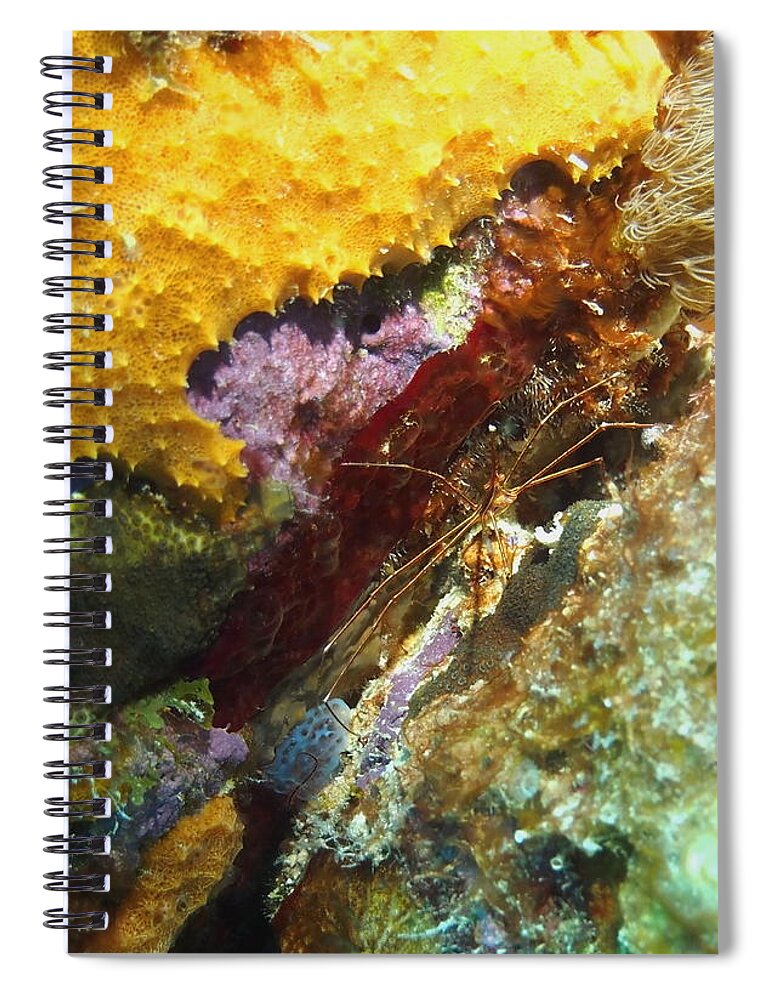 Nature Spiral Notebook featuring the photograph Arrow Crab in a Rainbow of Coral by Amy McDaniel
