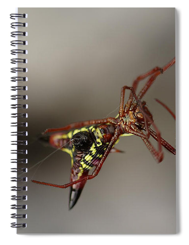 Arrow-shaped Micrathena Spider Starting A Web Spiral Notebook featuring the photograph Arrow-Shaped Micrathena Spider Starting A Web by Daniel Reed