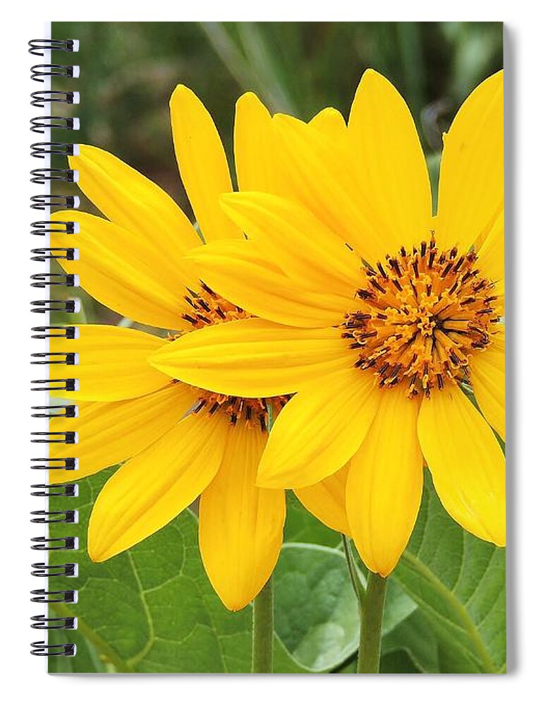 Arrowleaf Balsamroot Spiral Notebook featuring the photograph Arrowleaf Balsamroot by Michele Penner