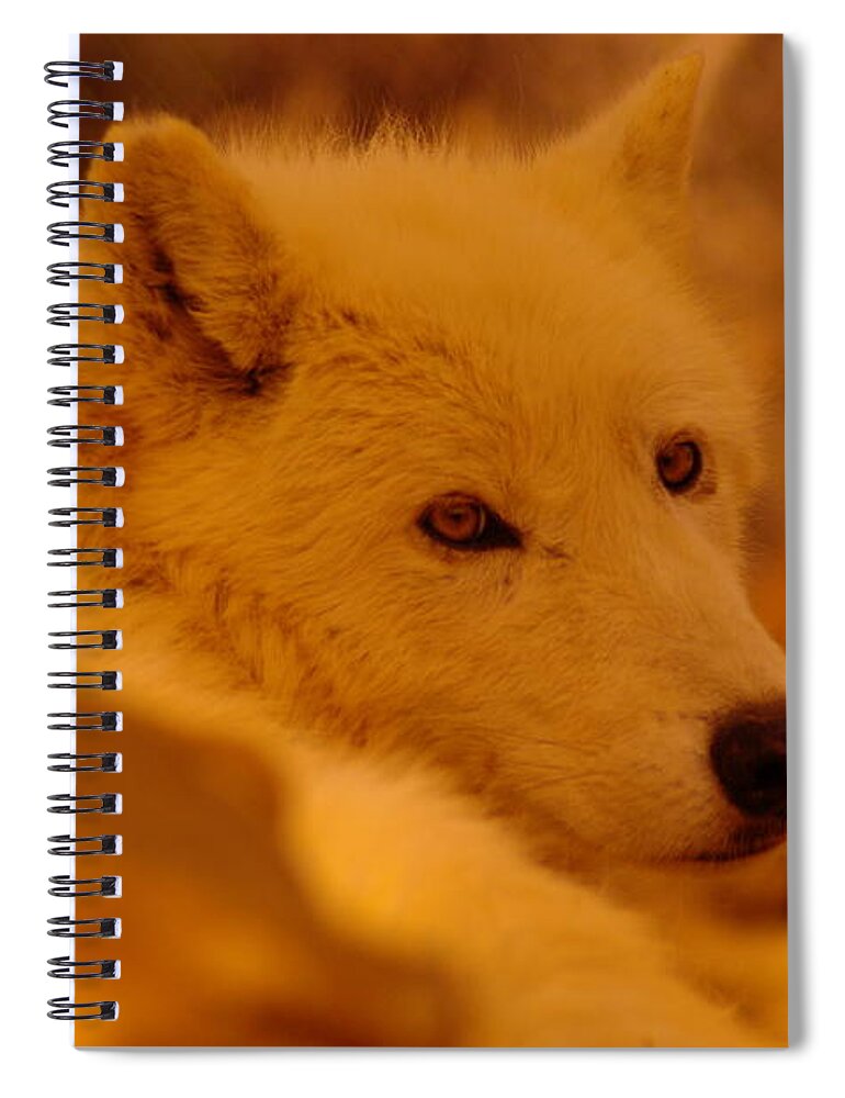 Wolf Spiral Notebook featuring the photograph Artic Wolf by Jeff Swan