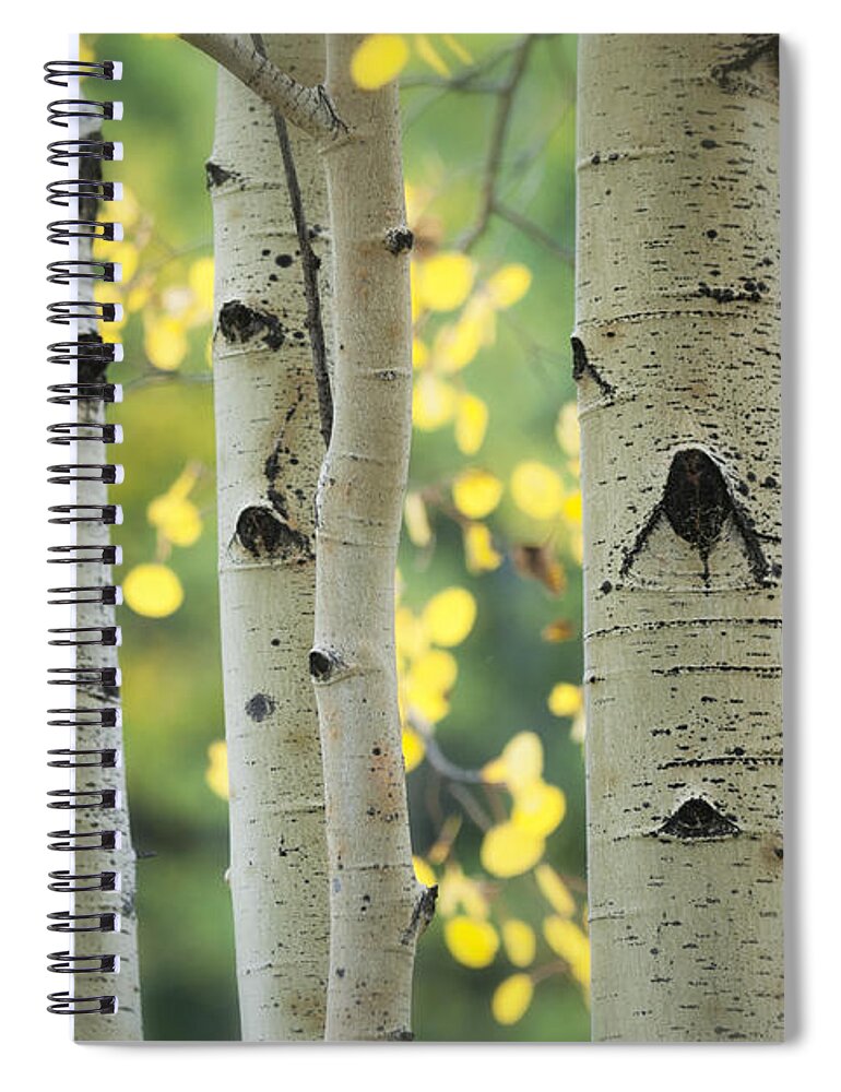 Aspen Trees Spiral Notebook featuring the photograph As Autumn Arrives by Saija Lehtonen
