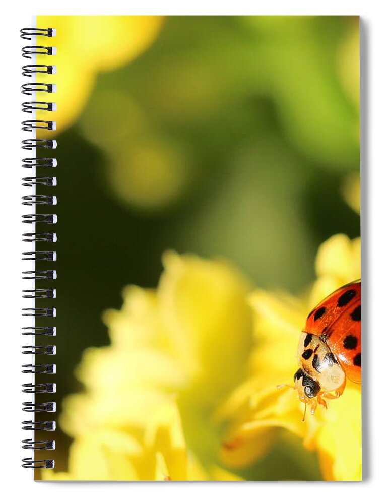 Red Spiral Notebook featuring the photograph Asian Lady Beetle by Amanda Mohler