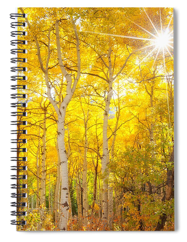 Aspens Spiral Notebook featuring the photograph Aspen Morning by Darren White