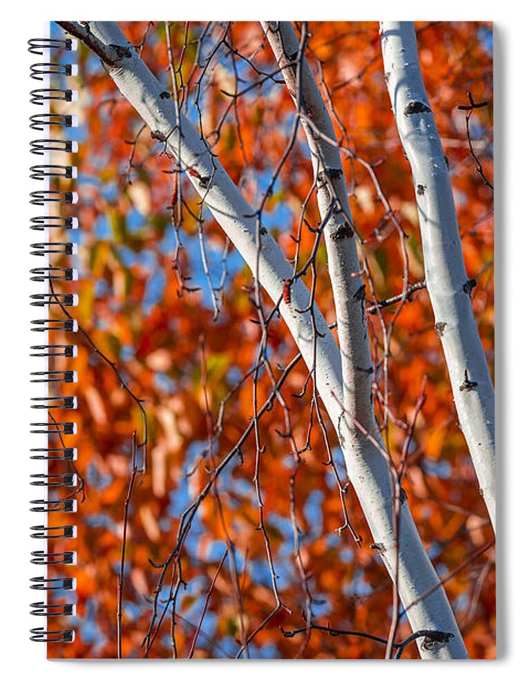Fall Spiral Notebook featuring the photograph Aspen by Sebastian Musial