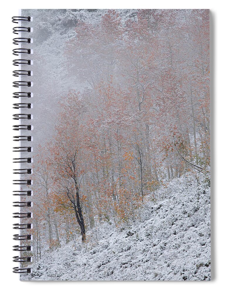 Central Colorado Spiral Notebook featuring the photograph Aspen Snow by Idaho Scenic Images Linda Lantzy