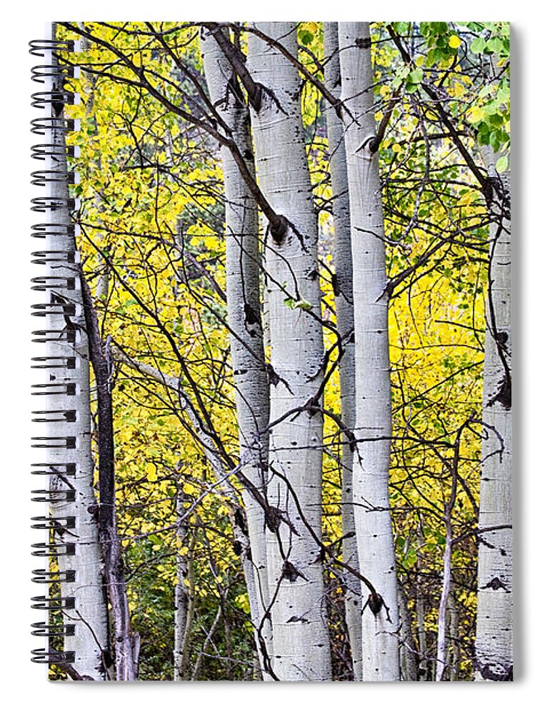 Aspen Spiral Notebook featuring the photograph Aspen Splendor by James BO Insogna