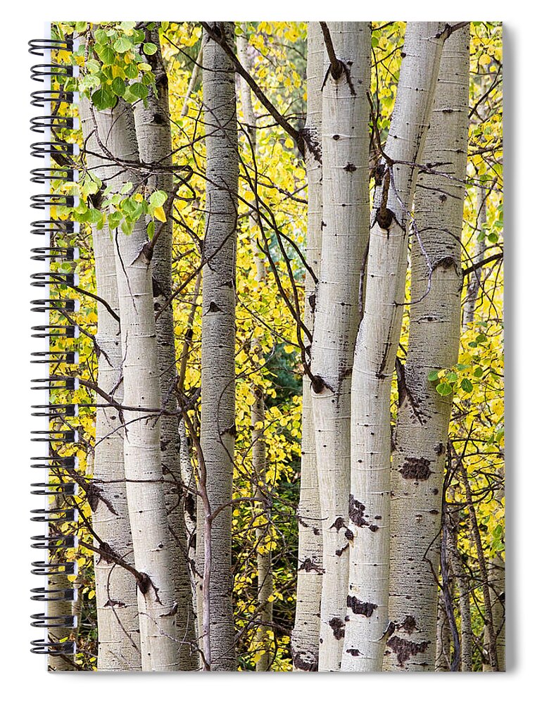 Aspen Spiral Notebook featuring the photograph Aspen Trees in Autumn Color Portrait View by James BO Insogna