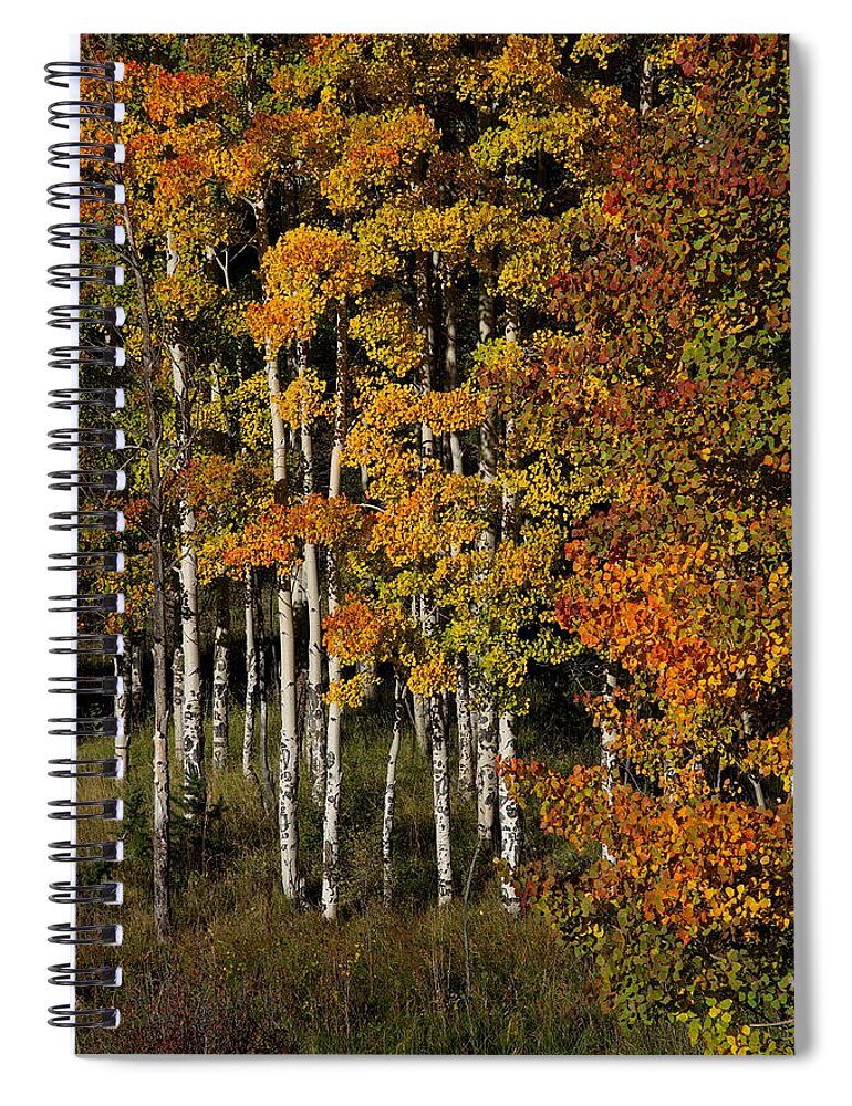 Fall Spiral Notebook featuring the photograph Aspens On Bobcat Pass by Ron Weathers