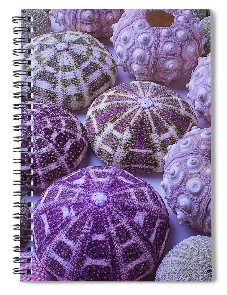 Pink Spiral Notebook featuring the photograph Assorted Sea Urchins by Garry Gay