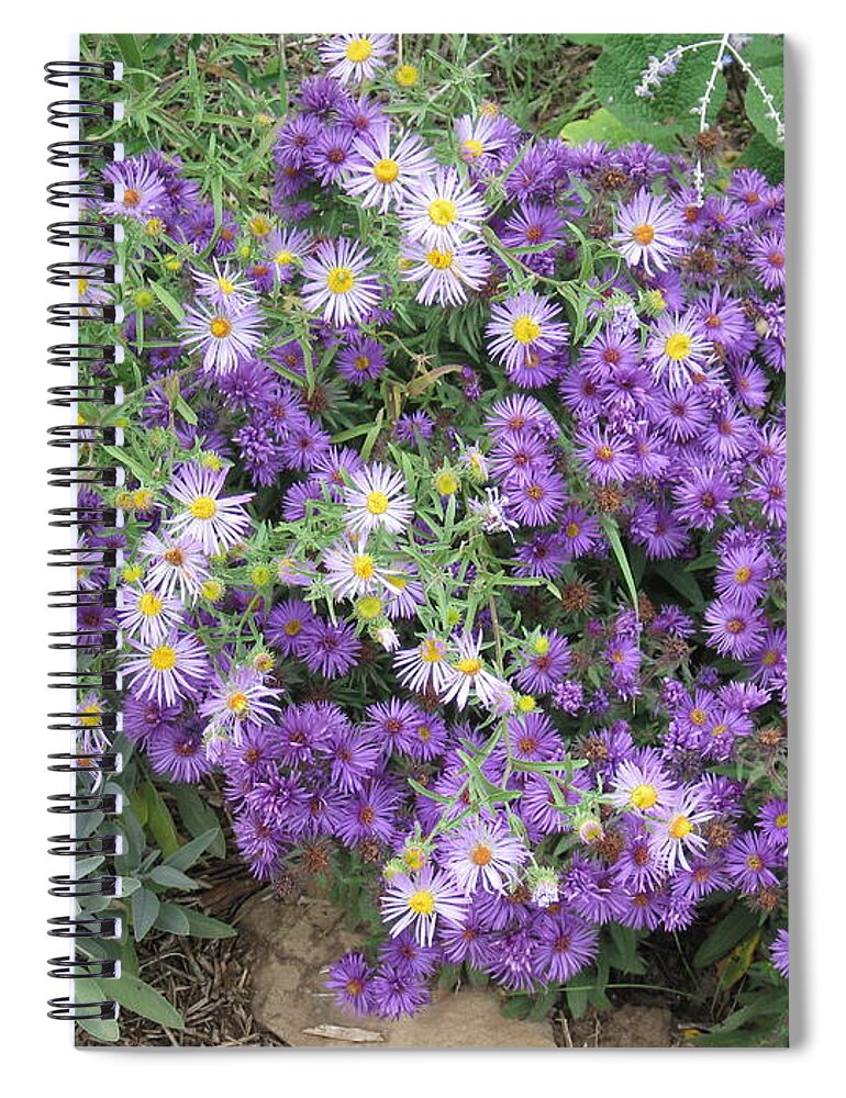 Asters Spiral Notebook featuring the photograph Asters Light and Dark by Ron Monsour