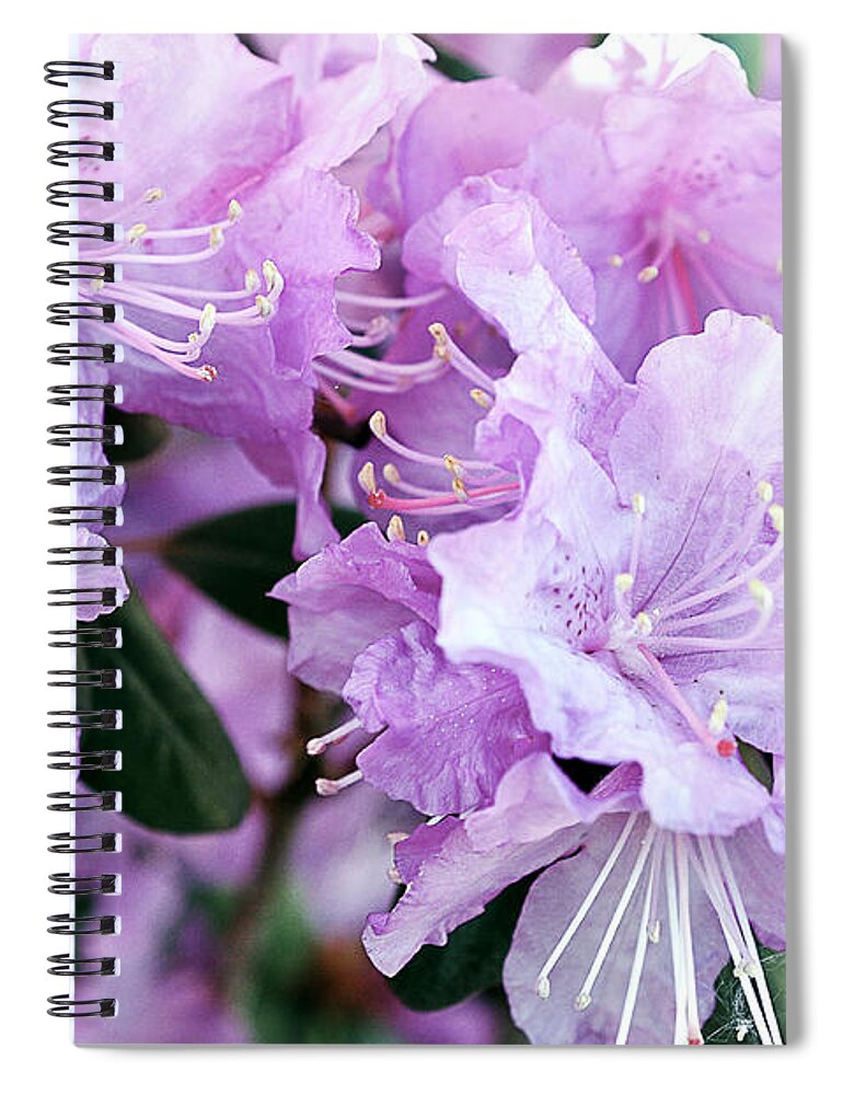 Rhododendron Flower Spiral Notebook featuring the photograph At Peace Rhododendron by Gwen Gibson