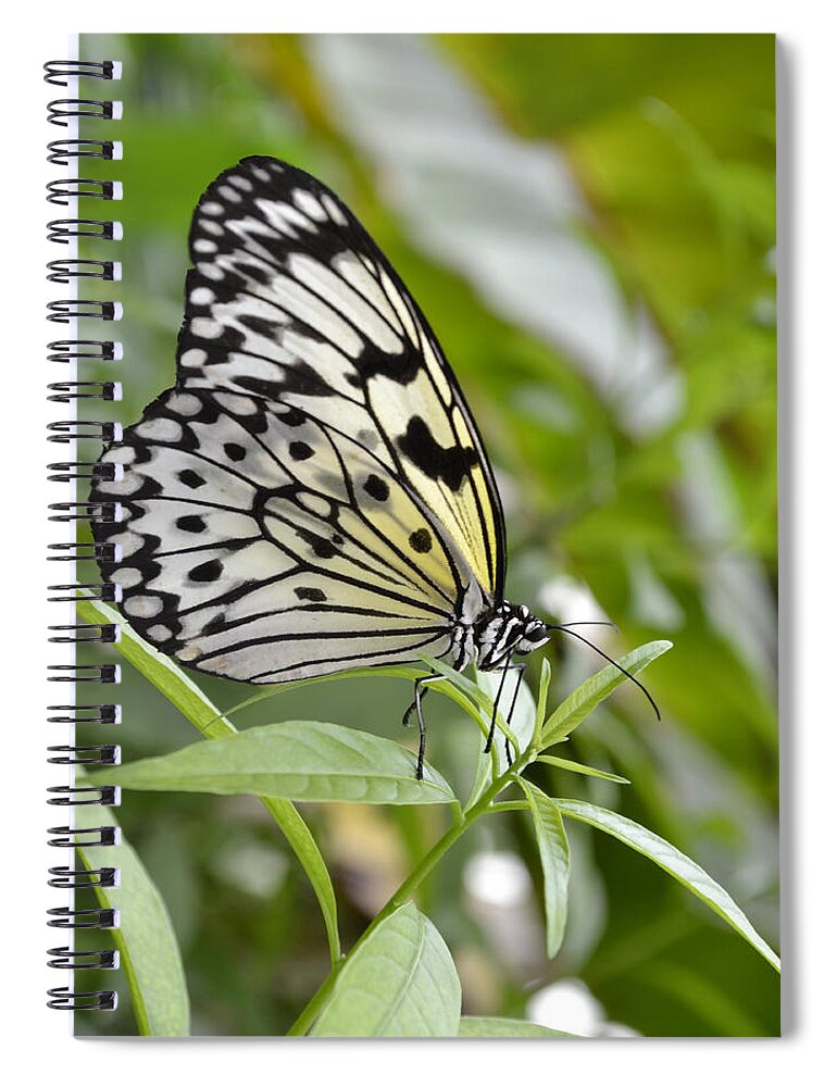 Rice-paper Butterfly Spiral Notebook featuring the photograph At rest by Spikey Mouse Photography