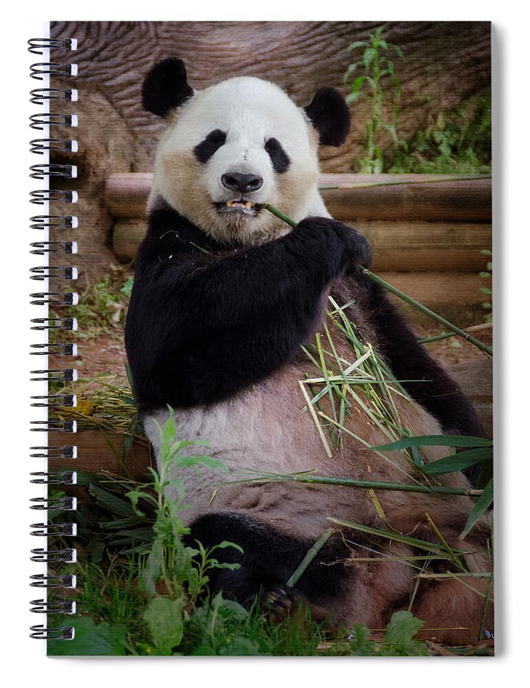 Joan Carroll Spiral Notebook featuring the photograph Atlanta Panda by Joan Carroll