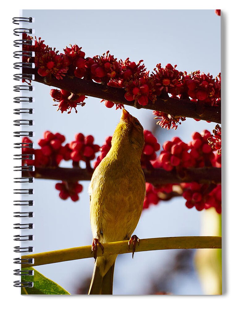 Atlantic Canary Spiral Notebook featuring the photograph Atlantic Canary by Jouko Lehto