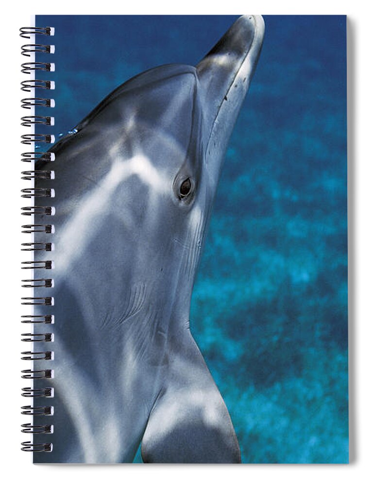 Feb0514 Spiral Notebook featuring the photograph Atlantic Spotted Dolphin Bahamas by Hiroya Minakuchi