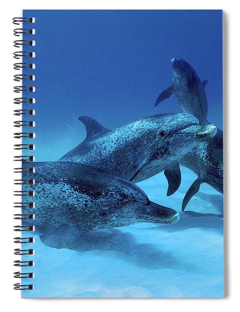 Feb0514 Spiral Notebook featuring the photograph Atlantic Spotted Dolphin Males Bahamas by Hiroya Minakuchi