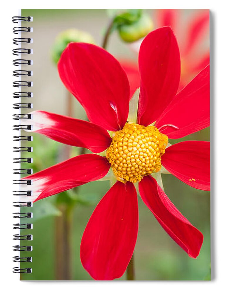 Miguel Spiral Notebook featuring the photograph August Summer Garden by Miguel Winterpacht