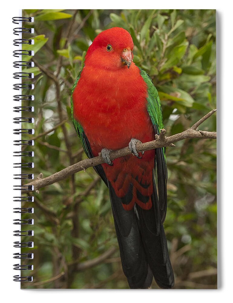D. Parer E. Parer-cook Spiral Notebook featuring the photograph Australian King Parrot Male Dandenong by D. Parer & E. Parer-Cook