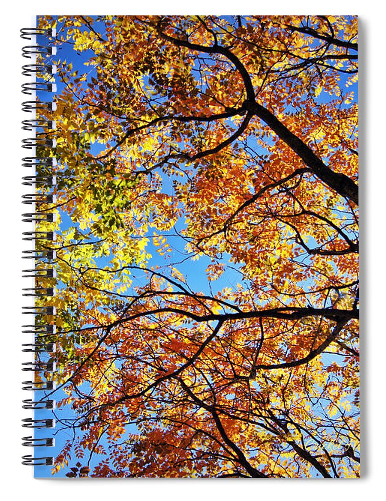 Autumn Spiral Notebook featuring the photograph Autumn Afternoon by Cricket Hackmann